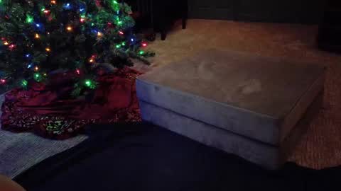 Scout has fun online show from 12-10-24, 04:56