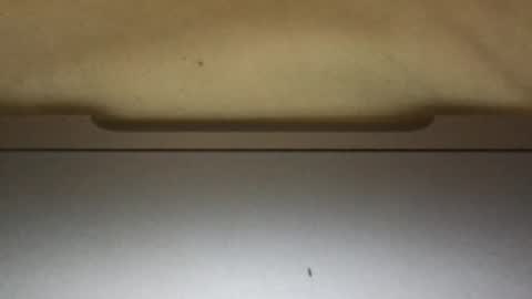 slimthick69couple online show from 10-01-25, 04:13