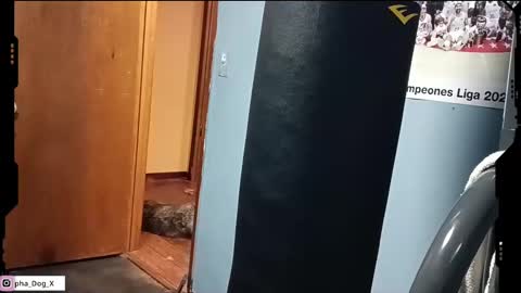 the_alpha_dog_xxx online show from 03-10-25, 06:23