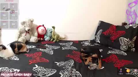 Tina N Charlie online show from 10-21-25, 12:06