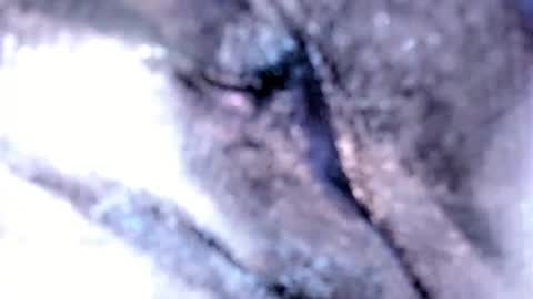   Stella Hanlon    - - online show from 02-12-25, 03:18