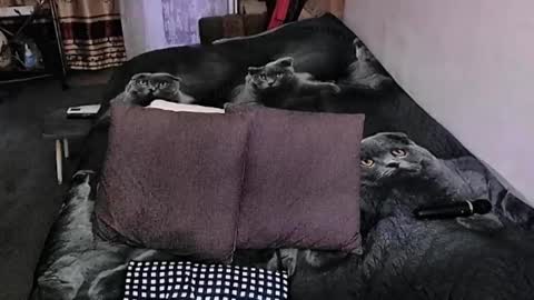 Snapshot of tviks chatting on 09-20-25, 10:55 Lana online show from 09-20-25, 10:55