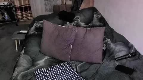 Snapshot of tviks chatting on 11-20-25, 09:58 Lana online show from 11-20-25, 09:58