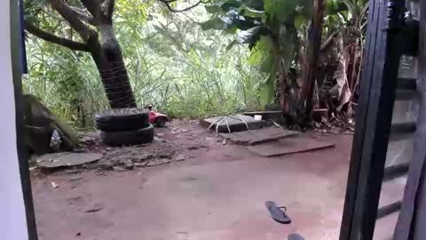 venus ... zeus sheer  online show from 12-16-25, 12:54