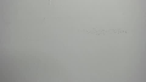 violett_24_ online show from 03-01-25, 11:39