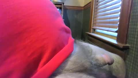 whydog online show from 01-04-25, 10:24