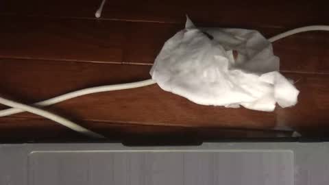 Snapshot of wolfyi chatting on 02-19-26, 05:03 Sultan Blaze online show from 02-19-26, 05:03