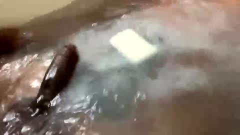 workitbabe790436 online show from 11-01-25, 09:17