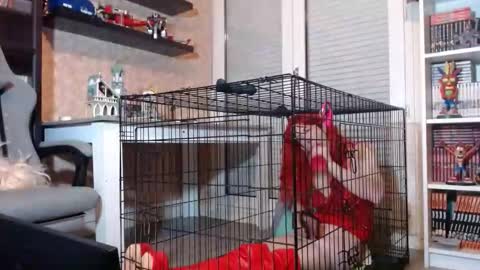 Snapshot of your_sissy_bitch chatting on 02-20-26, 07:47 Owned by Hell On Heels online show from 02-20-26, 07:47