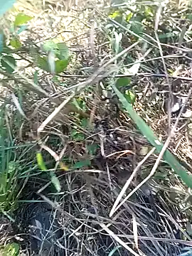 Nkumar173 online show from 11-11-25, 05:51