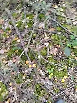 prcalek19 online show from 10-14-25, 09:10