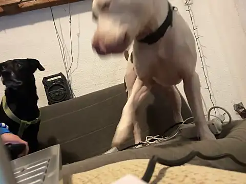 EnricoGio online show from 12-17-24, 11:49