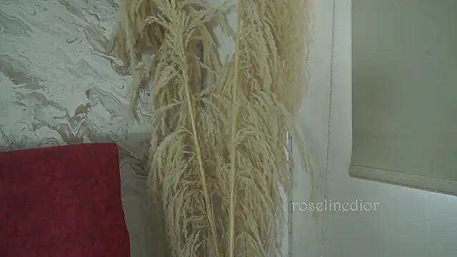 Snapshot of roselinedior chatting on 12-01-25, 01:38 roselinedior online show from 12-01-25, 01:38