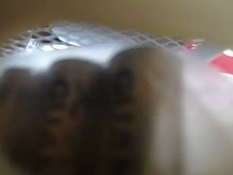 lovense test04 online show from 02-11-26, 01:32