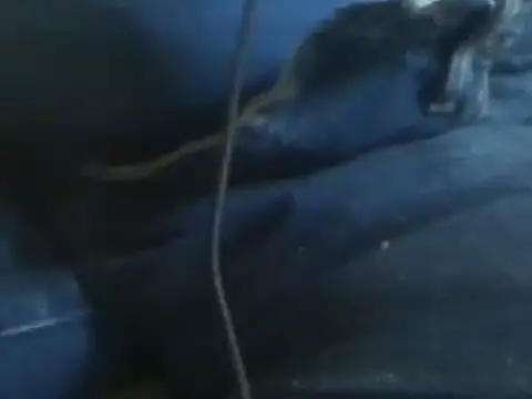 Snapshot of markluvskitty chatting on 01-30-25, 08:42 markluvskitty online show from 01-30-25, 08:42