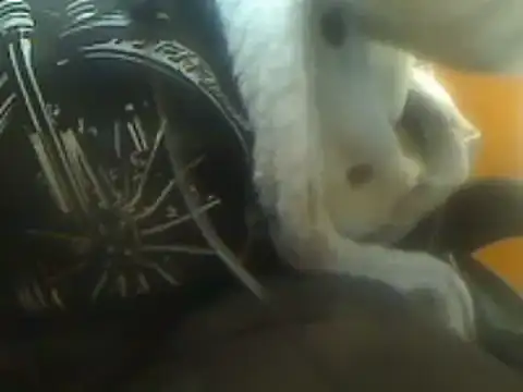 Snapshot of markluvskitty chatting on 03-07-25, 09:06 markluvskitty online show from 03-07-25, 09:06