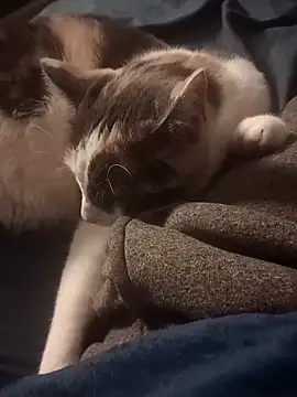 AmazonianMistress online show from 02-10-25, 08:31