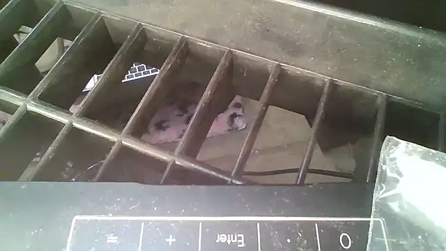 allissonw13 online show from 10-23-25, 08:46