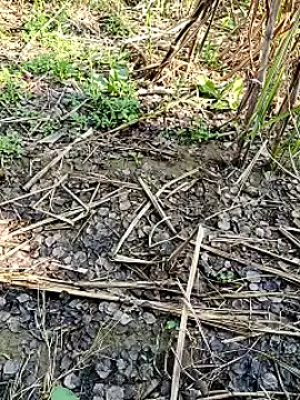 Snapshot of RockyNonStop chatting on 02-11-25, 04:55 RockyNonStop online show from 02-11-25, 04:55