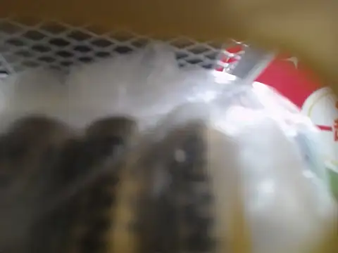 Snapshot of Lovensetest chatting on 10-10-25, 03:05 Lovensetest online show from 10-10-25, 03:05