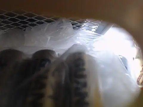 Snapshot of Lovensetest chatting on 10-11-25, 06:45 Lovensetest online show from 10-11-25, 06:45