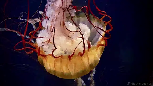 Snapshot of streamy_test11 chatting on 12-04-24, 08:34 streamy test11 online show from 12-04-24, 08:34