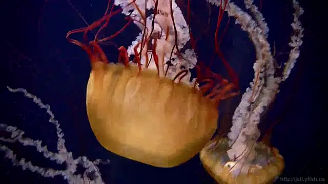 Snapshot of streamy_test11 chatting on 12-12-24, 08:14 streamy test11 online show from 12-12-24, 08:14