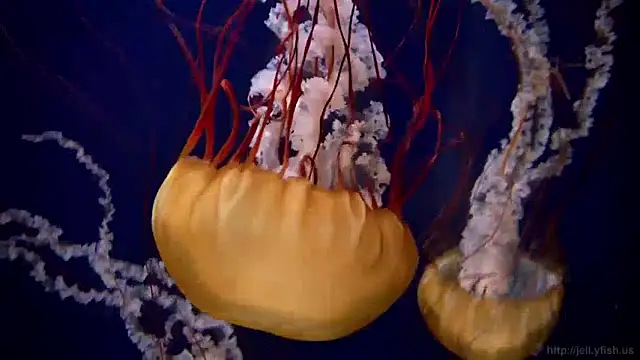 Snapshot of streamy_test11 chatting on 12-16-24, 08:09 streamy test11 online show from 12-16-24, 08:09