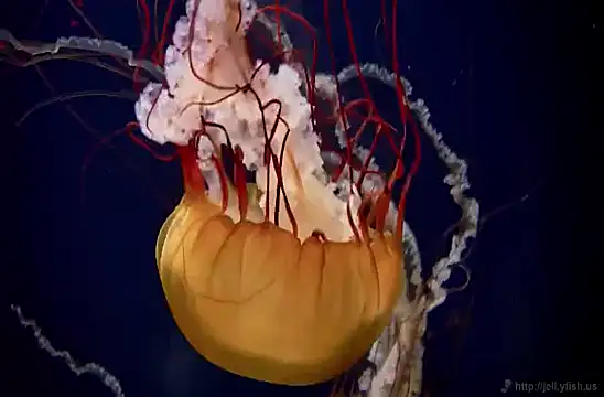 Snapshot of streamy_test11 chatting on 02-04-25, 08:13 streamy test11 online show from 02-04-25, 08:13