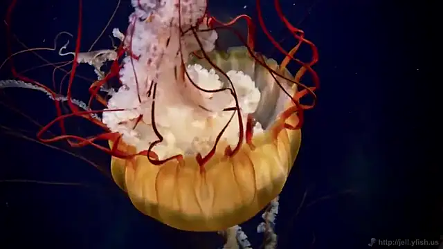 Snapshot of streamy_test11 chatting on 02-19-25, 08:33 streamy test11 online show from 02-19-25, 08:33