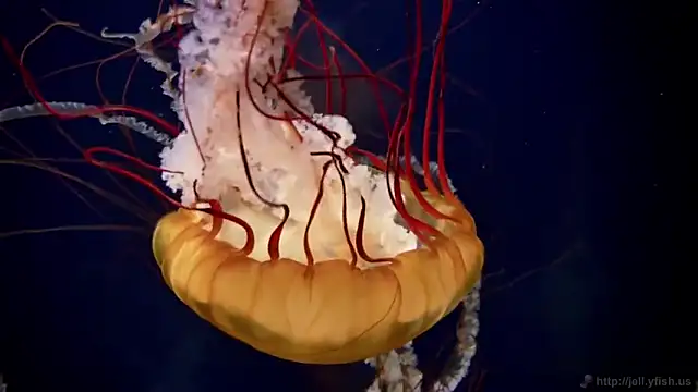 Snapshot of streamy_test11 chatting on 02-28-25, 08:09 streamy test11 online show from 02-28-25, 08:09