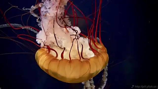 Snapshot of streamy_test11 chatting on 03-03-25, 08:16 streamy test11 online show from 03-03-25, 08:16