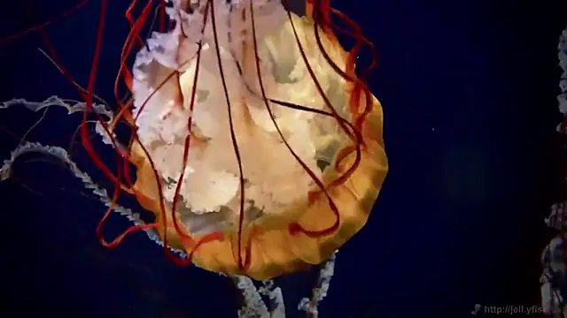 Snapshot of streamy_test11 chatting on 03-13-25, 08:37 streamy test11 online show from 03-13-25, 08:37