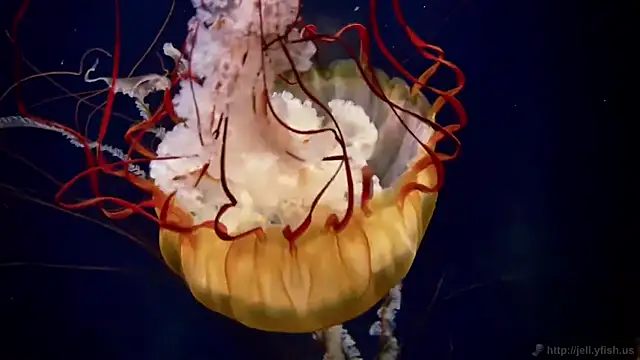 Snapshot of streamy_test11 chatting on 09-22-25, 06:54 streamy test11 online show from 09-22-25, 06:54