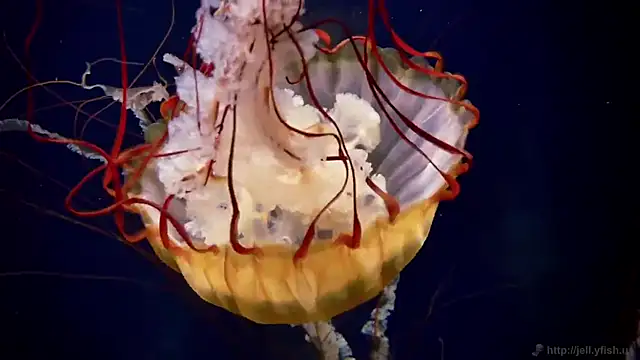 Snapshot of streamy_test11 chatting on 10-09-25, 12:58 streamy test11 online show from 10-09-25, 12:58