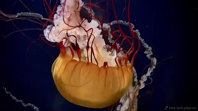 Snapshot of streamy_test11 chatting on 10-21-25, 02:07 streamy test11 online show from 10-21-25, 02:07