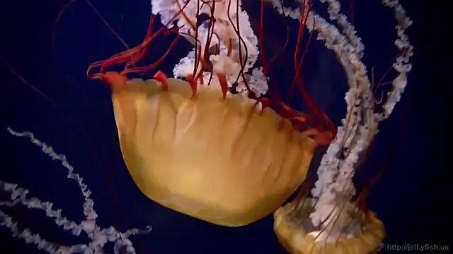 Snapshot of streamy_test11 chatting on 11-03-25, 11:55 streamy test11 online show from 11-03-25, 11:55