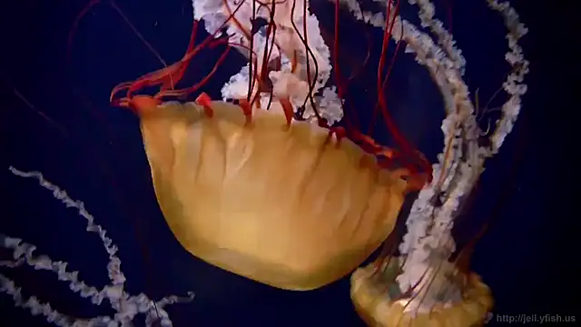 streamy test11 online show from 11-21-25, 08:57