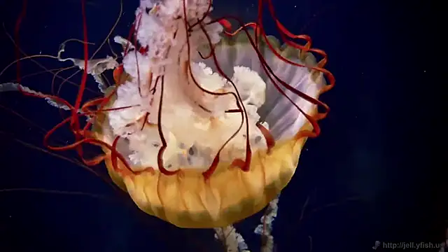 streamy test11 online show from 12-17-25, 09:59