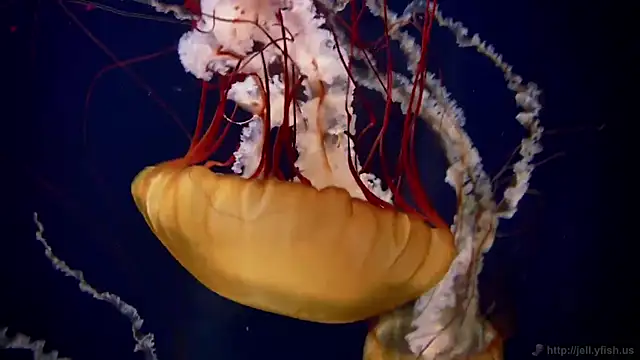 streamy test11 online show from 12-23-25, 10:13