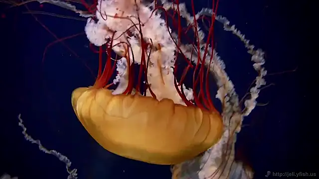 streamy test11 online show from 02-24-26, 01:20