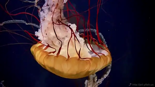 streamy test11 online show from 02-25-26, 11:31