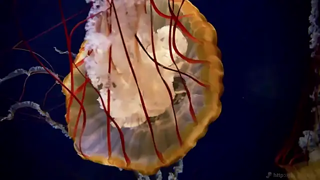 streamy test11 online show from 03-16-26, 03:38