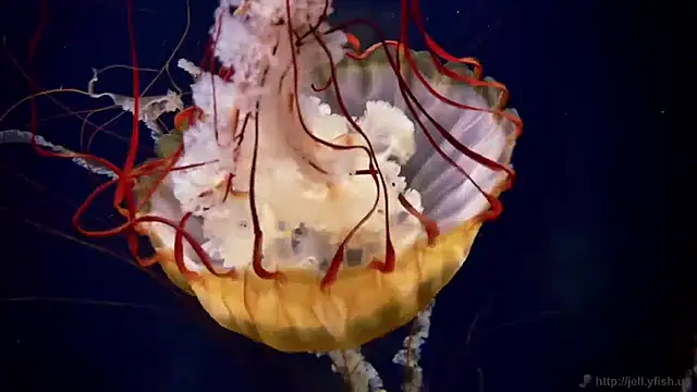 streamy test11 online show from 04-07-26, 09:32