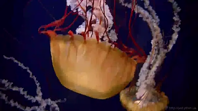 streamy test11 online show from 04-08-26, 10:37