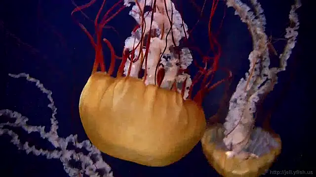 streamy test12 online show from 12-05-24, 08:11