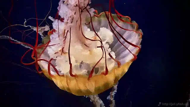 streamy test12 online show from 12-13-24, 08:09