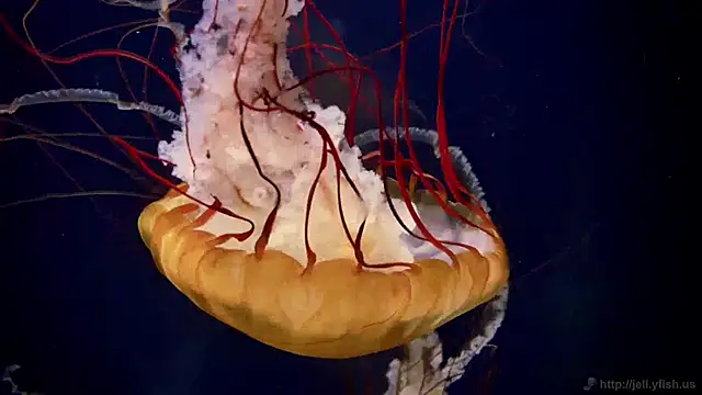 streamy test12 online show from 01-14-25, 08:20