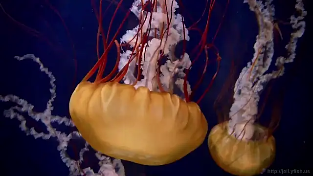 streamy test12 online show from 03-05-25, 08:32