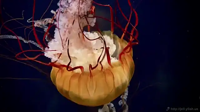 streamy test12 online show from 10-08-25, 09:40